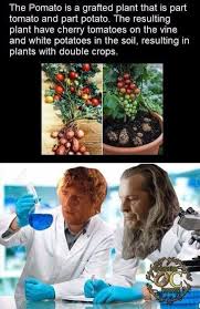 To Ma To Boil Em Mash Em Stick Em In A Stew Wait What Lord Of The Rings Know Your Meme