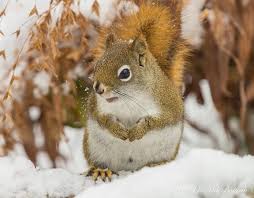 Living with and attracting friendly little red squirrels — FERNS & FEATHERS