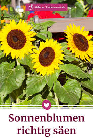 Das saatgut säen sie mit unbeschädigten schalen entweder in anzuchtschalen oder kleine töpfe voller anzuchterde aus. Sonnenblumen Richtig Saen Vorziehen Und Pflegen Liebenswert Magazin Sonnenblumen Pflanzen Sonnenblumen Pflanzen Mit Kindern
