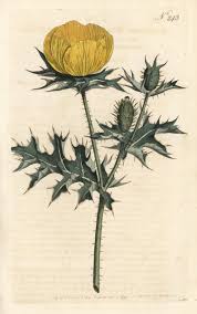 Image result for Argemone mexicana