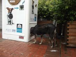 Recycling Boxes Provide Food For Homeless Animals Each Time A Bottle Is Deposited Animals Dog Cat Homeless Dogs