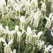 Lavandula Stoechas Butterfly White French Lavender Dobbies Garden Centres Garden Shrubs Lavender Flowers Shrubs
