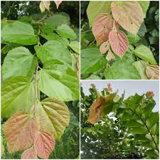Image result for Grewia trichocarpa