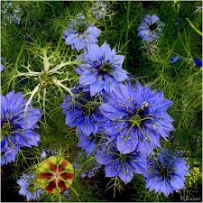 Jungfer Im Grunen Nigella Damascena Plants Flowers Nature Photos