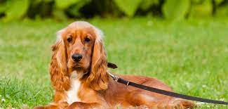 Maybe you would like to learn more about one of these? English Cocker Spaniel Steckbrief Charakter Wesen Haltung