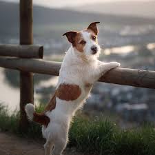 This app is designed to provide extended care for the patients and clients of happy pets veterinary center in valencia, ca. About Valencia Veterinary Center Santa Clarita Pet Vet
