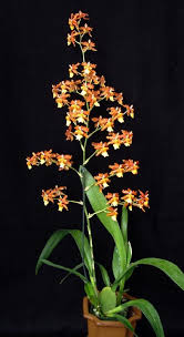 Odontocidium Sunny Daze Hilo Bay Daze Hilo Plants