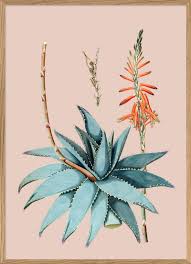 Image result for Aloe barendii