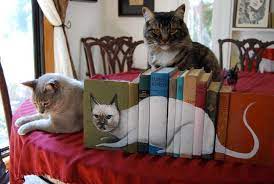 books and cats lovely kedileri seviyorum kedi kedi sanati