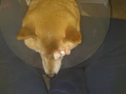 Der collie war ausgebildeter therapiehund. Aiko S Geschichte Glaukom Die Zweite Ihre Welt Wurde Dunkel