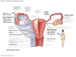 This diagram depicts female anatomy organs diagram with parts and labels. Label The Uterus Diagram Quizlet