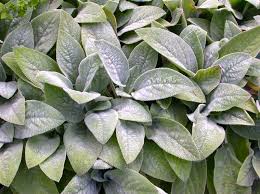 Image result for Stachys
