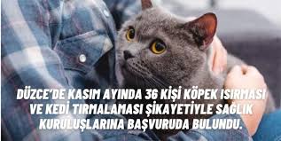 Duzce De Kasim Ayinda 36 Kisi Kopek Isirmasi Ve Kedi Tirmalamasi Sikayetiyle Saglik Kuruluslarina Basvuruda Bulundu Haberler Duzce