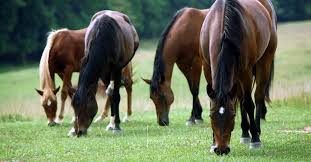 And horses with decreased vitamin e levels can be at risk for developing some neuromuscular conditions. Vitamin E Synthetic Or Natural