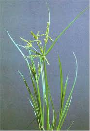 Image result for Cyperus cyperoides