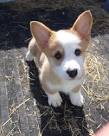 Corgi Puppies for Sale in Ohio - DogsNow