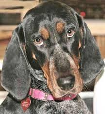 Black And Tan Coonhound Rescue Tennessee Pin On Love My Hound