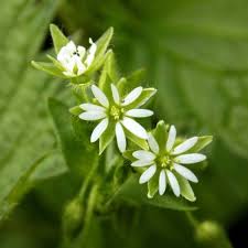 Image result for Stellaria  media