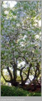 Japanese Garden Blossoms Woodward Park Fresno Ca Photo By Karen Mcclintock Japanese Garden Japanese Garden Landscape Garden Bonsai Tree