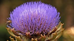 Schnittgut Alles Aus Dem Garten Br Fernsehen Fernsehen Br De