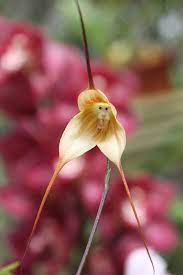 Flying duck orchid (caleana major). Flowers That Look Unbelievably Similar To Something Else Passion For Flowers