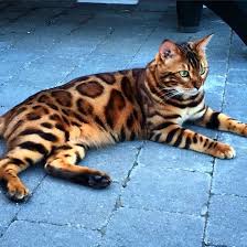 Bengal Cat Named Thor Looks Like A Cross Between A Leopard And Tiger Gorgeous Cats Bengal Cat Bengal Cat Names