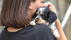 Check spelling or type a new query. 3 Ways To Carry A Puppy Wikihow
