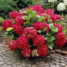 Image result for Hydrangea