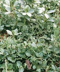 Maybe you would like to learn more about one of these? A Winter Vegetable Garden In Northern California Finegardening