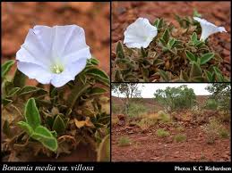 Image result for Bonamia