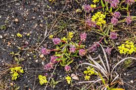 Image result for Eriosema parviflorum