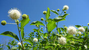 Image result for Cephalanthus