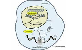 Adding and subtracting integers worksheets in many ranges. Unit 6b Dna Rna Protein Synthesis