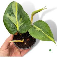 Image result for Filodendron Philodendron
