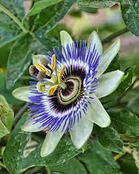 Passion Flower Passion Flower Unusual Flowers Passion Fruit Flower