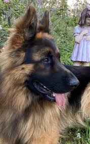 Ted E Bear In 2020 German Shepherd Dogs Alsatian Dog German Shepherd
