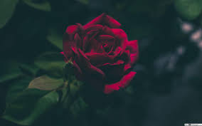 Wallpapers vista tips on how to add beauty to your desktop. Deep Red Rose Hd Wallpaper Download