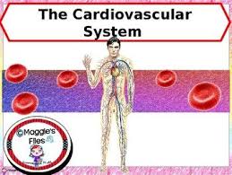 The Cardiovascular System Ppt And Student S Notes Is A 53 Slide Show Made In Power Point Science Teaching Resources Unique Teaching Biology Graphic Organizers