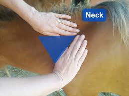 Image result for Lower Cervical Intramuscular Injection