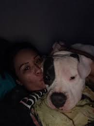 Missing gentle giant dog in Birmingham