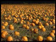 The trivia questions that not only get the best response but also entertain the players or teams the most are the most fun questions. Happy Halloween Quiz 10 Questions