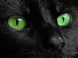 Black Baby Kittens With Green Eyes Black Cat Green Eyes Olhos De Gato Preto Olhos Verdes Olho De Gatinho