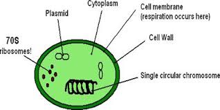 Ribosomes And Inclusion Bodies In Prokaryotes Cells Qs Study