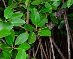 Image result for Rhizophora mucronata