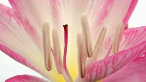 She hails from linphea, where she currently acts as its guardian fairy. Flower Power