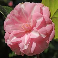 Camellia Madame De Cannart D Hamale Camellia Plants Flowers