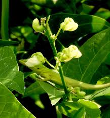 Image result for Phaseolus lunatus
