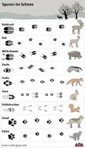 Der winter bietet sich besonders an, um tierspuren zu identifizieren. Die 12 Besten Ideen Zu Tierspuren Im Schnee Tierspuren Im Schnee Tierspuren Schulideen