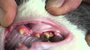 A cat with stage 1 periodontal disease in one or more of its teeth, for example, will exhibit gingivitis without any separation of the gum and tooth. Dental Disease In A Cat Youtube