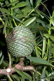 Image result for Agathis